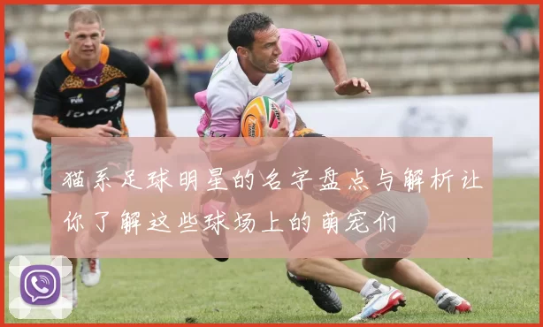猫系足球明星的名字盘点与解析让你了解这些球场上的萌宠们